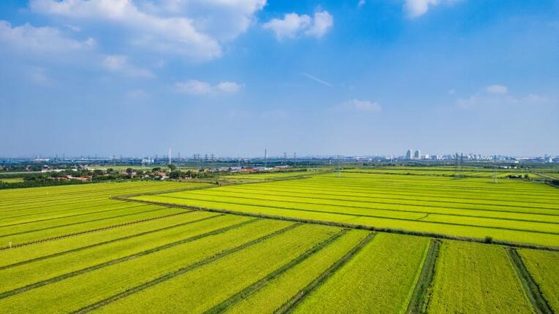 小型休闲农业项目投资解析：成本构成与关键因素**