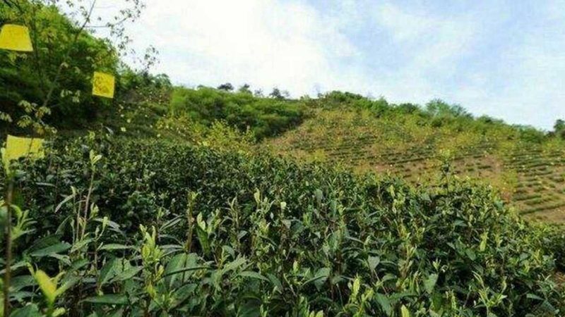 合作社财务管理制度范本：编写要点与注意事项