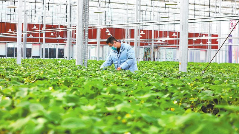 农业科技示范基地：揭秘十大品牌背后的秘密**