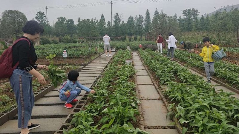 生态循环农业示范项目：如何打造可持续发展的农业新模式**