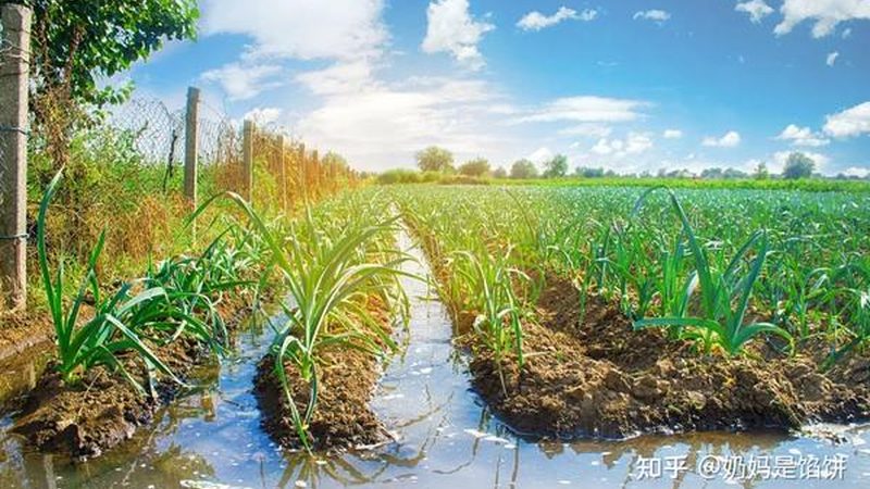 有机农业种植证书办理流程详解**